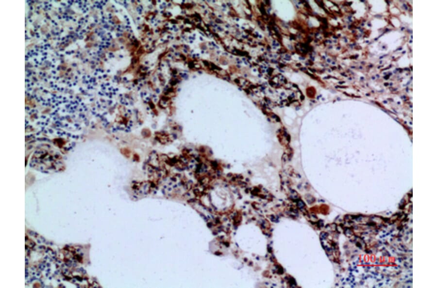 Immunohistochemistry - Anti-HSD17B4 Antibody (C30275) - Antibodies.com