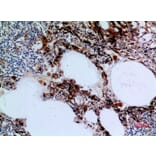 Immunohistochemistry - Anti-HSD17B4 Antibody (C30275) - Antibodies.com