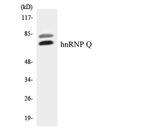 Western Blot - Anti-hnRNP Q Antibody (R12-2889) - Antibodies.com