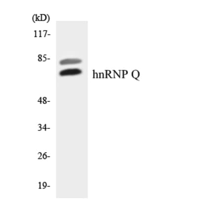 Western Blot - Anti-hnRNP Q Antibody (R12-2889) - Antibodies.com