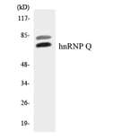Western Blot - Anti-hnRNP Q Antibody (R12-2889) - Antibodies.com