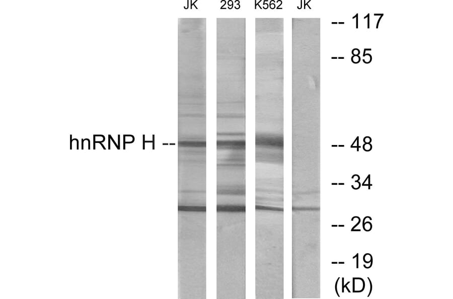 Western Blot - Anti-hnRNP H Antibody (C10747) - Antibodies.com