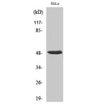 Western Blot - Anti-hnRNP H Antibody (C10747) - Antibodies.com
