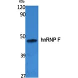 Western Blot - Anti-hnRNP F Antibody (C10700) - Antibodies.com