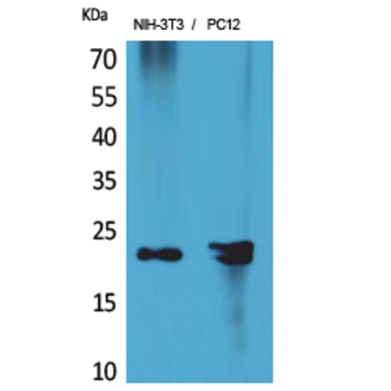Western Blot - Anti-HDGFRP3 Antibody (C30644) - Antibodies.com