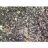 Immunohistochemistry - Anti-HDGFRP3 Antibody (C30644) - Antibodies.com