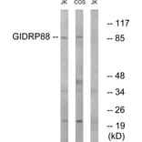 Western Blot - Anti-GIDRP88 Antibody (C15980) - Antibodies.com