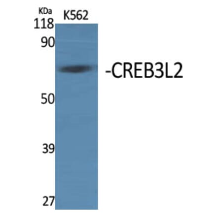 Western Blot - Anti-CREB3L2 Antibody (C20601) - Antibodies.com