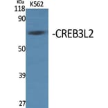 Western Blot - Anti-CREB3L2 Antibody (C20601) - Antibodies.com