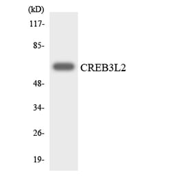 Western Blot - Anti-CREB3L2 Antibody (R12-2653) - Antibodies.com