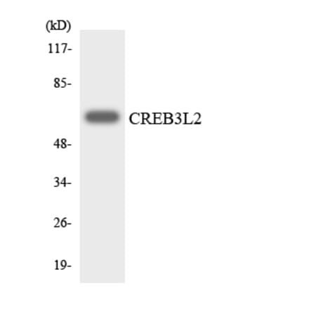 Western Blot - Anti-CREB3L2 Antibody (R12-2653) - Antibodies.com