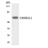 Western Blot - Anti-CREB3L2 Antibody (R12-2653) - Antibodies.com