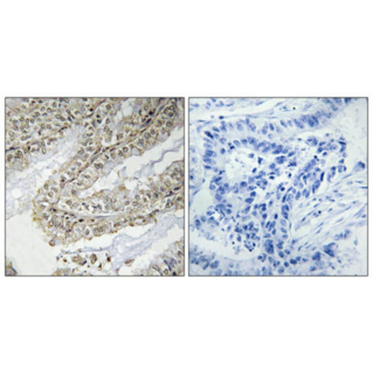 Immunohistochemistry - Anti-Cofilin Antibody (B7047) - Antibodies.com