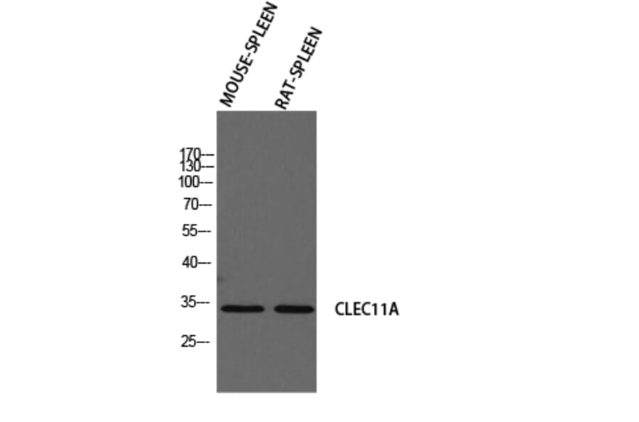 Western Blot - Anti-CLEC11A Antibody (C30599) - Antibodies.com