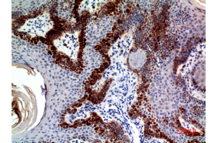 Immunohistochemistry - Anti-CLEC11A Antibody (C30599) - Antibodies.com