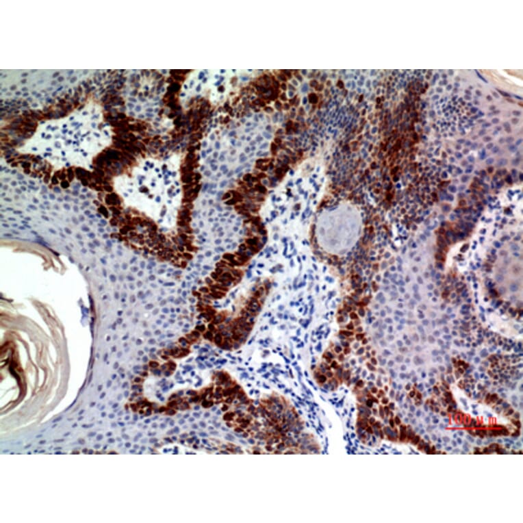 Immunohistochemistry - Anti-CLEC11A Antibody (C30599) - Antibodies.com