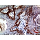 Immunohistochemistry - Anti-CLEC11A Antibody (C30599) - Antibodies.com