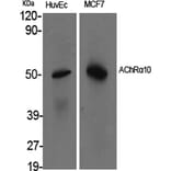 Western Blot - Anti-CHRNA10 Antibody (C16982) - Antibodies.com