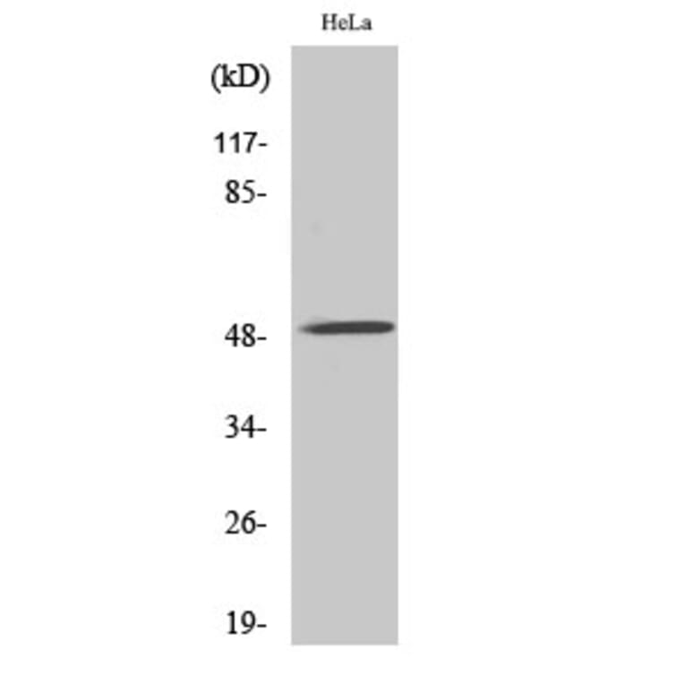 Western Blot - Anti-CHRNA10 Antibody (C16982) - Antibodies.com