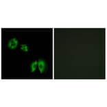 Immunofluorescence - Anti-B3GALT2 Antibody (C14713) - Antibodies.com