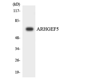 Western Blot - Anti-ARHGEF5 Antibody (R12-2507) - Antibodies.com
