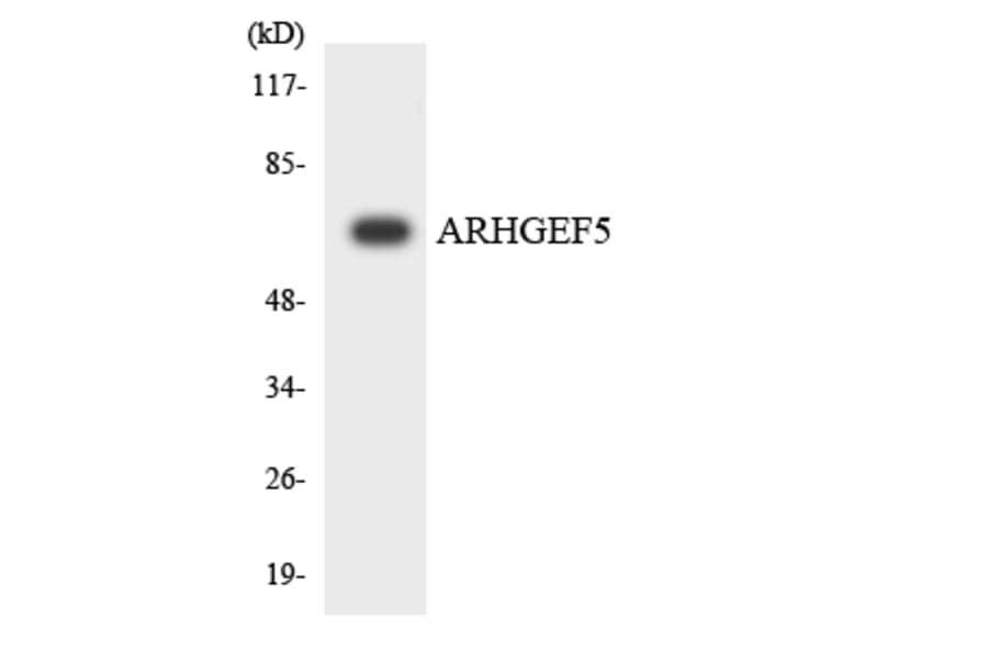 Western Blot - Anti-ARHGEF5 Antibody (R12-2507) - Antibodies.com