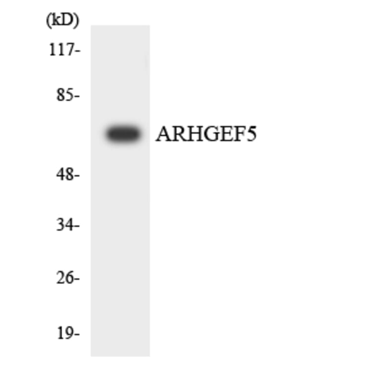 Western Blot - Anti-ARHGEF5 Antibody (R12-2507) - Antibodies.com