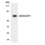 Western Blot - Anti-ARHGEF5 Antibody (R12-2507) - Antibodies.com