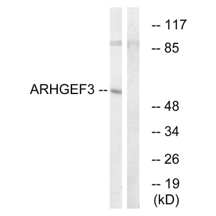 Western Blot - Anti-ARHGEF3 Antibody (C18393) - Antibodies.com