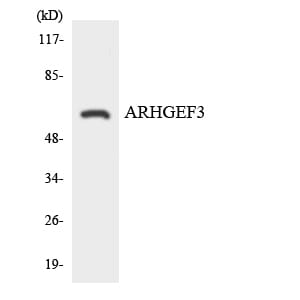 Western blot analysis of the lysates from HeLa cells using Anti-ARHGEF3 Antibody.
