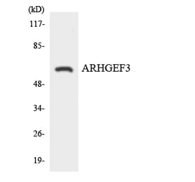 Western Blot - Anti-ARHGEF3 Antibody (R12-2506) - Antibodies.com