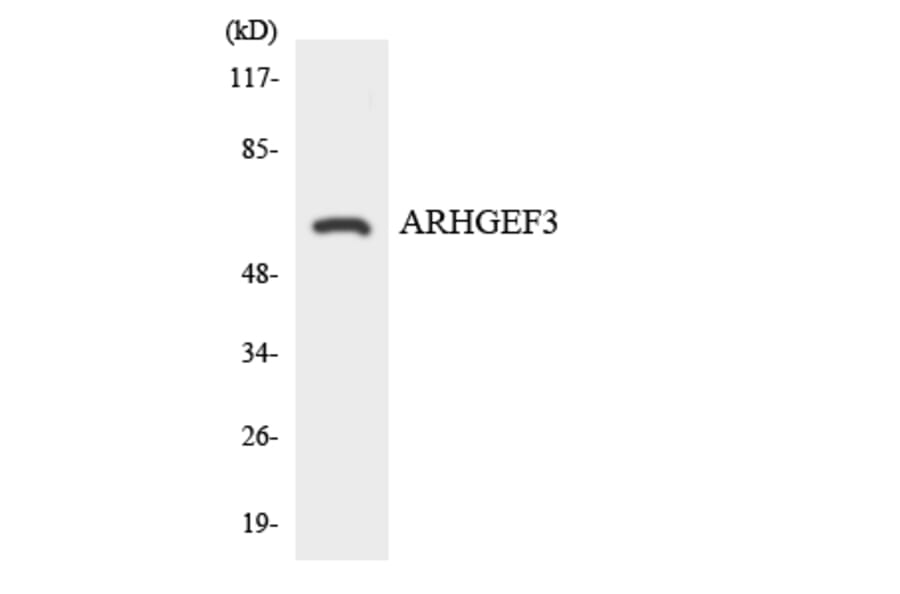 Western Blot - Anti-ARHGEF3 Antibody (R12-2506) - Antibodies.com