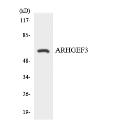 Western Blot - Anti-ARHGEF3 Antibody (R12-2506) - Antibodies.com