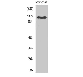 Western Blot - Anti-ARHGEF1 Antibody (C18385) - Antibodies.com