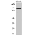 Western Blot - Anti-ARHGEF1 Antibody (C18385) - Antibodies.com