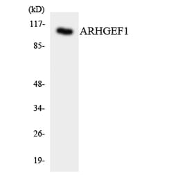 Western Blot - Anti-ARHGEF1 Antibody (R12-2503) - Antibodies.com