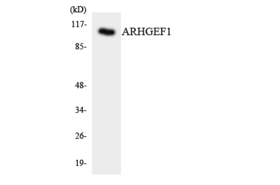 Western Blot - Anti-ARHGEF1 Antibody (R12-2503) - Antibodies.com