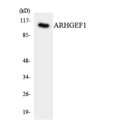 Western Blot - Anti-ARHGEF1 Antibody (R12-2503) - Antibodies.com