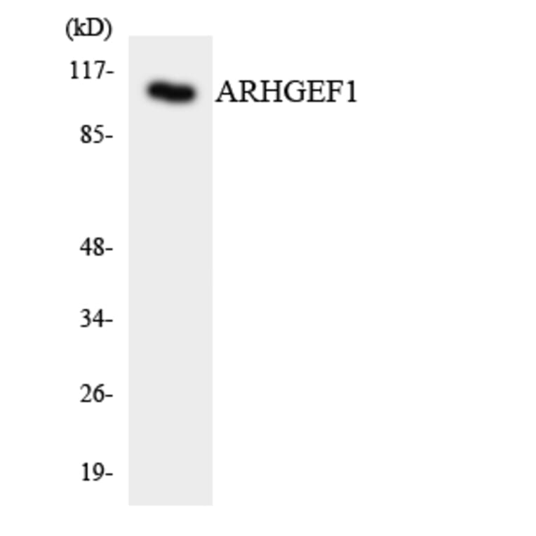 Western Blot - Anti-ARHGEF1 Antibody (R12-2503) - Antibodies.com