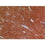 Immunohistochemistry - Anti-ANGPTL1 Antibody (C30068) - Antibodies.com