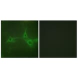 Immunofluorescence - Anti-ADAM 17 Antibody (B0763) - Antibodies.com