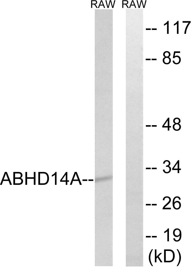 Western blot analysis of lysates from RAW264.7 cells using Anti-ABHD14A Antibody. The right hand lane represents a negative control, where the antibody is blocked by the immunising peptide.