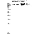 Western Blot - Anti-VEGFR1 Antibody (B8198) - Antibodies.com