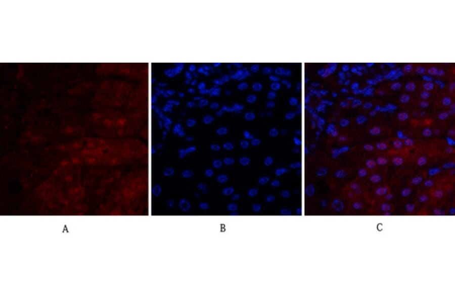 Immunofluorescence - Anti-VEGF-A Antibody (R12-2407) - Antibodies.com