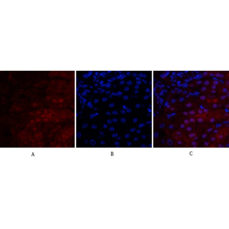 Immunofluorescence - Anti-VEGF-A Antibody (R12-2407) - Antibodies.com