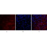 Immunofluorescence - Anti-VEGF-A Antibody (R12-2407) - Antibodies.com