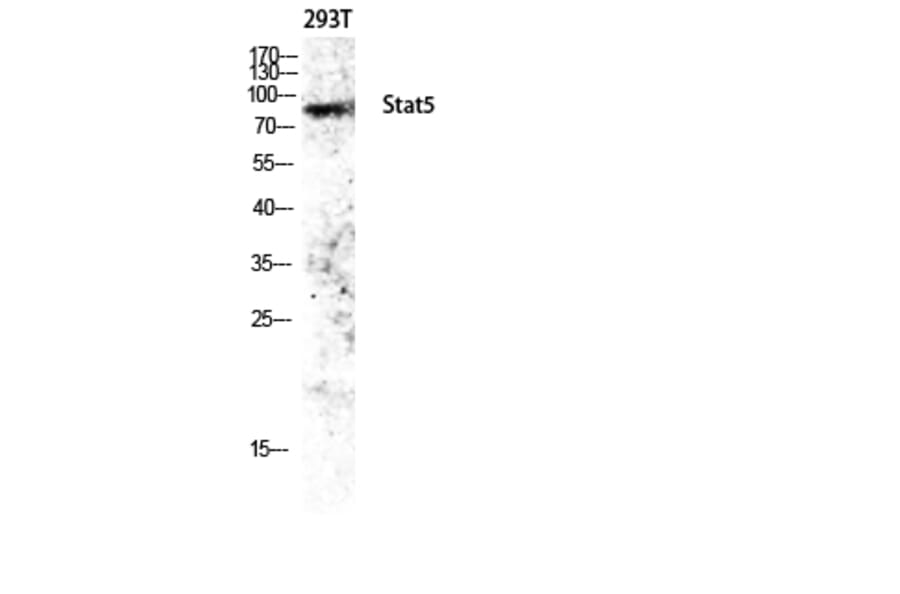 Western Blot - Anti-STAT5A Antibody (B1008) - Antibodies.com