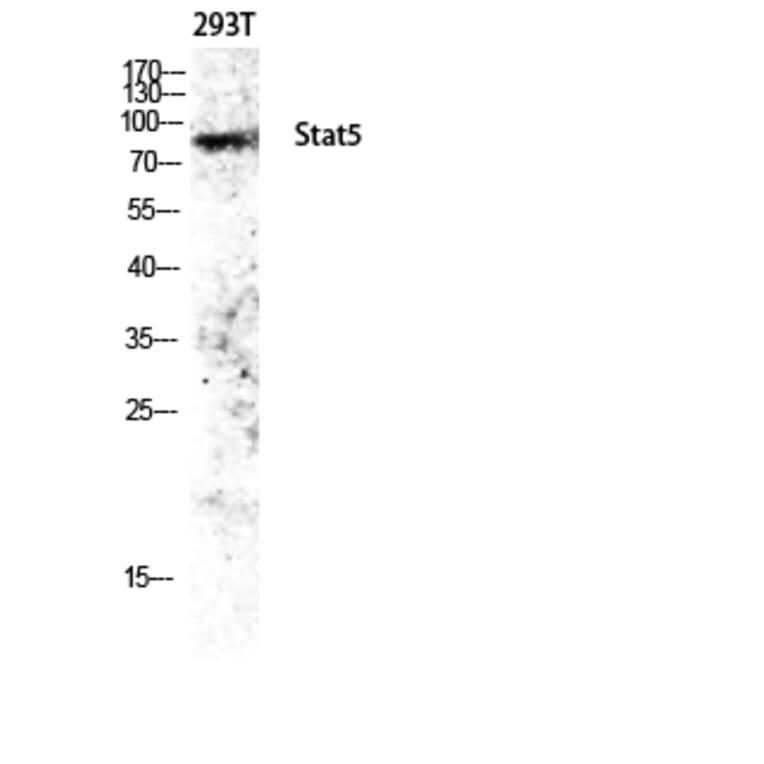 Western Blot - Anti-STAT5A Antibody (B1008) - Antibodies.com