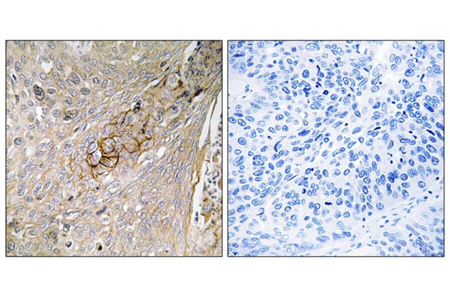 Immunohistochemistry - Anti-SLC6A6 Antibody (C18803) - Antibodies.com