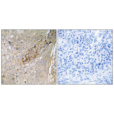Immunohistochemistry - Anti-SLC6A6 Antibody (C18803) - Antibodies.com